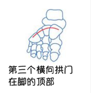 漫畫教程|最全面腳部畫法詳解