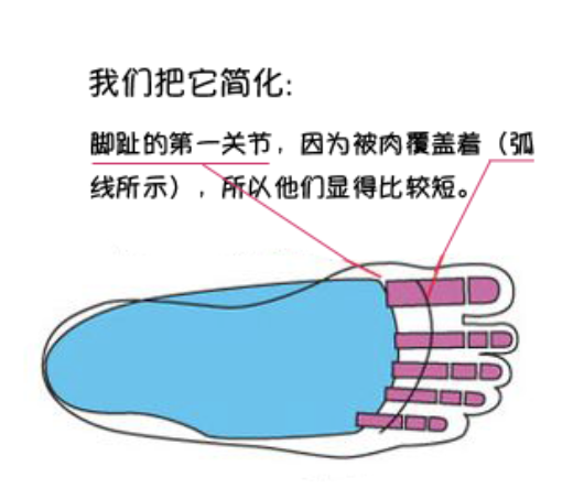 漫畫教程|最全面腳部畫法詳解