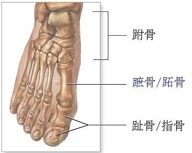 漫畫教程|最全面腳部畫法詳解