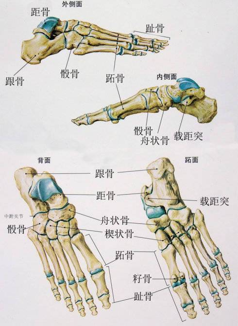 漫畫教程|最全面腳部畫法詳解