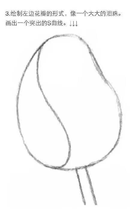 素描教程|玫瑰的繪畫技法