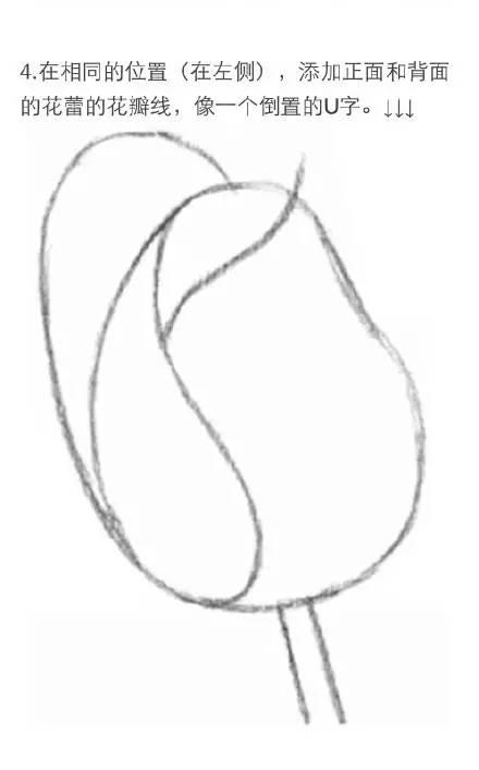 素描教程|玫瑰的繪畫技法