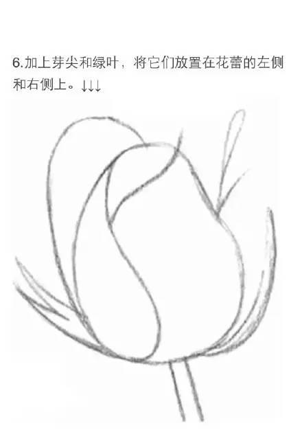 素描教程|玫瑰的繪畫技法