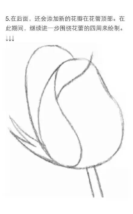 素描教程|玫瑰的繪畫技法