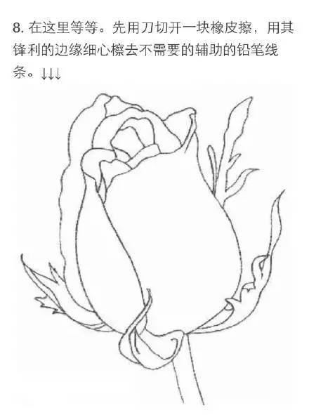 素描教程|玫瑰的繪畫技法