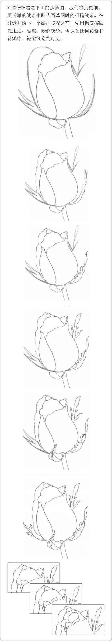 素描教程|玫瑰的繪畫技法