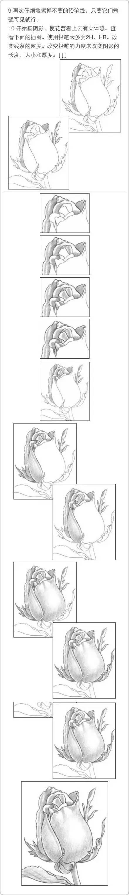 素描教程|玫瑰的繪畫技法
