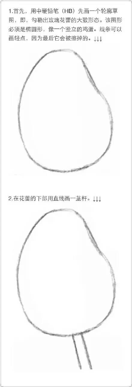 素描教程|玫瑰的繪畫技法