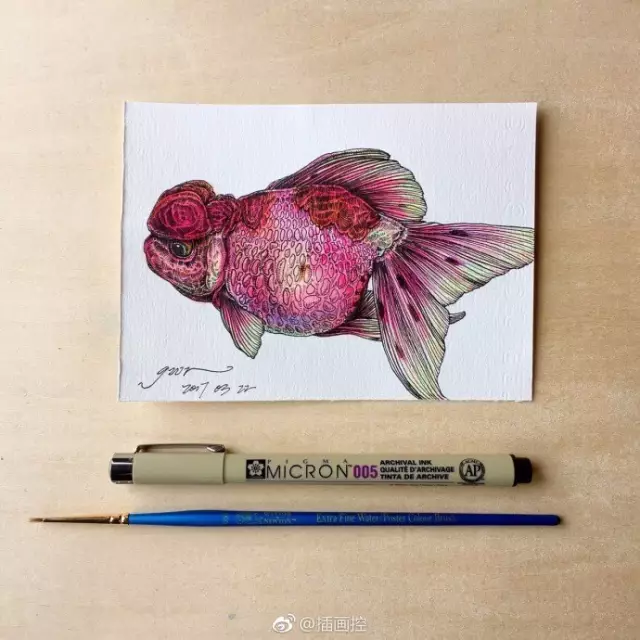淡彩金魚插畫教程
