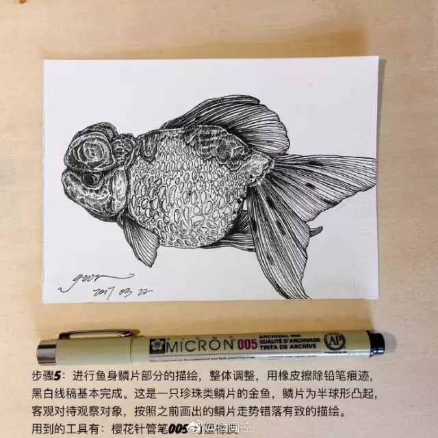 淡彩金魚插畫教程