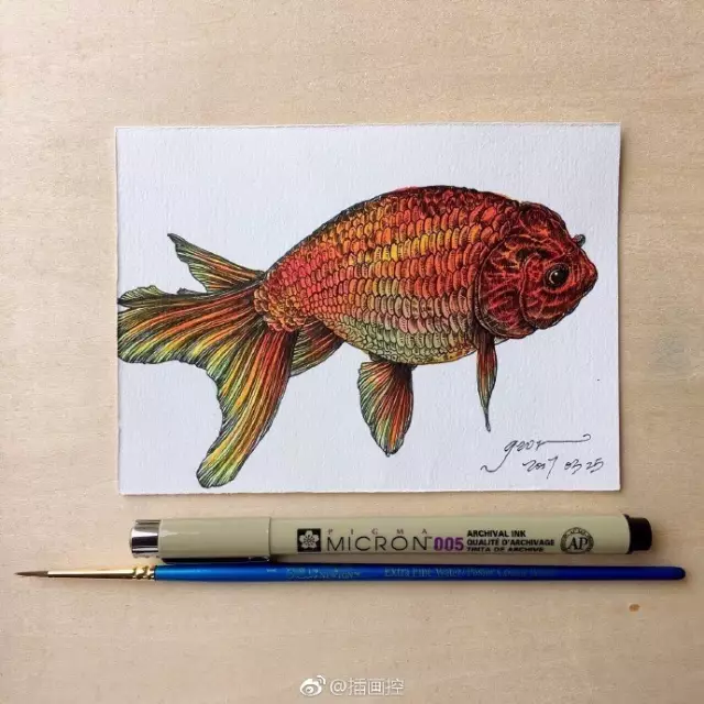 淡彩金魚插畫教程