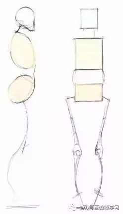原畫基礎之人體結構基礎講解