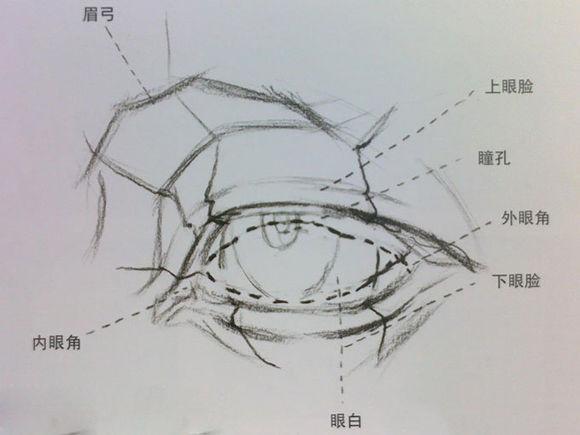 素描眼睛的畫法:素描眼睛結構解析圖文步驟