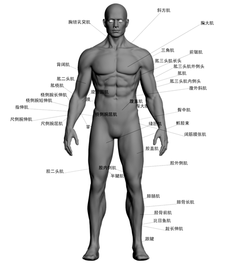 3DMAX建模教程之女性角色模型