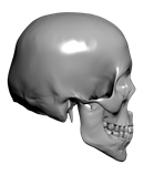 3DMAX建模教程之女性角色模型