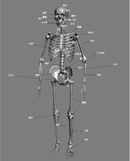 3DMAX建模教程之女性角色模型