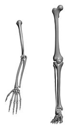 3DMAX建模教程之女性角色模型