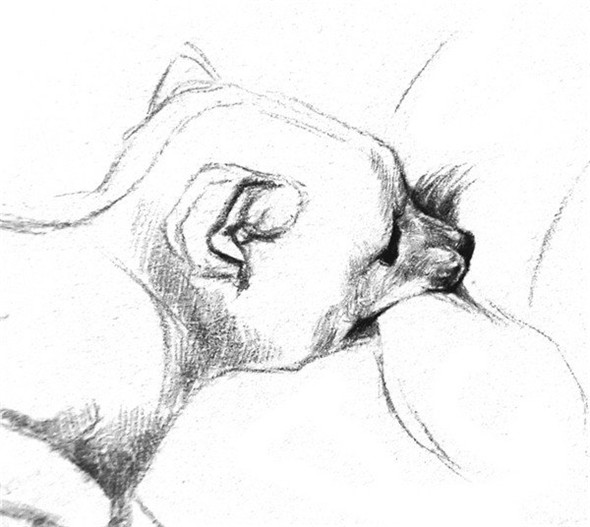 素描教程：狐貍的素描畫具體畫法