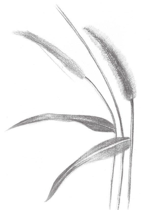 素描畫狗尾巴草步驟