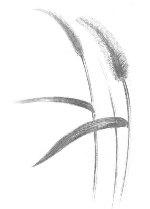素描畫狗尾巴草步驟