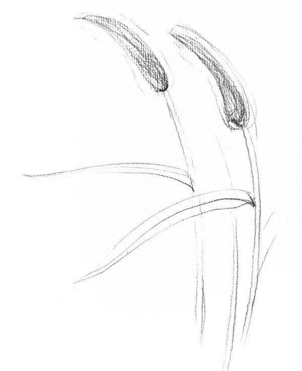 素描畫狗尾巴草步驟