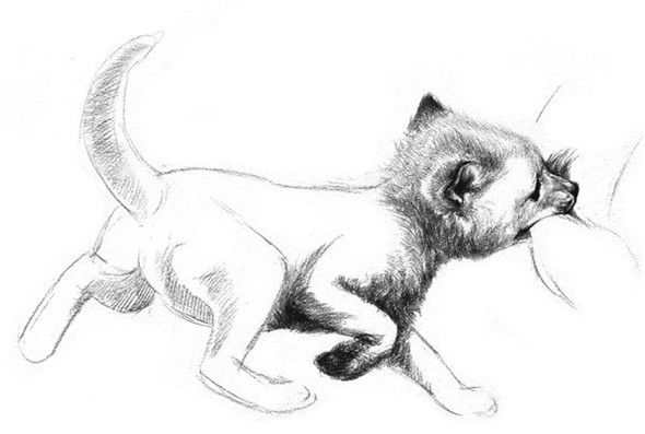 素描教程：狐貍的素描畫具體畫法