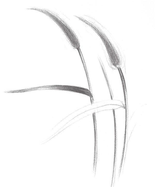 素描畫狗尾巴草步驟