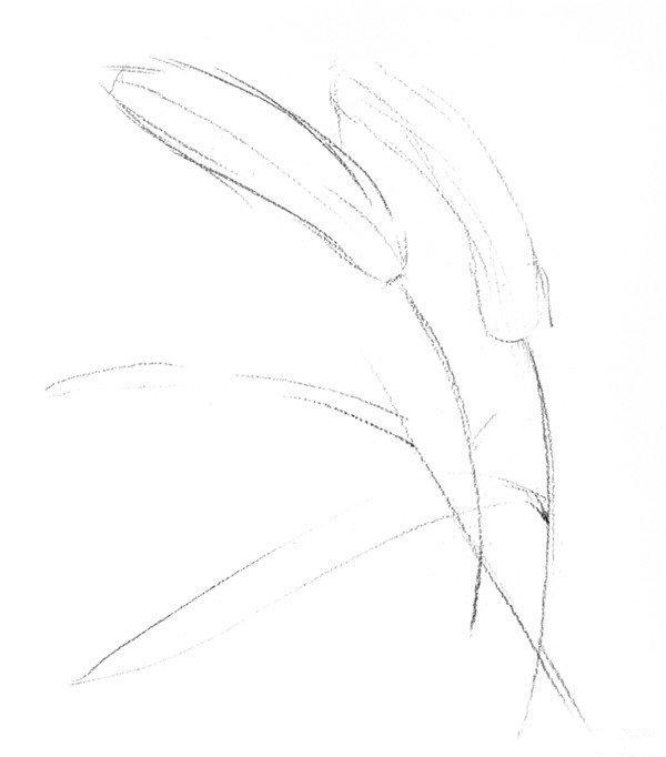 素描畫狗尾巴草步驟