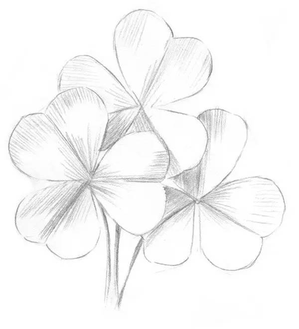素描畫三葉草教程