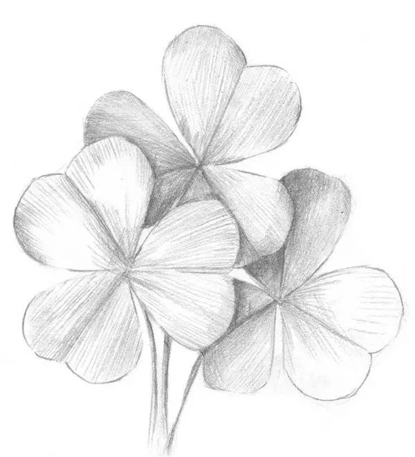 素描畫三葉草教程