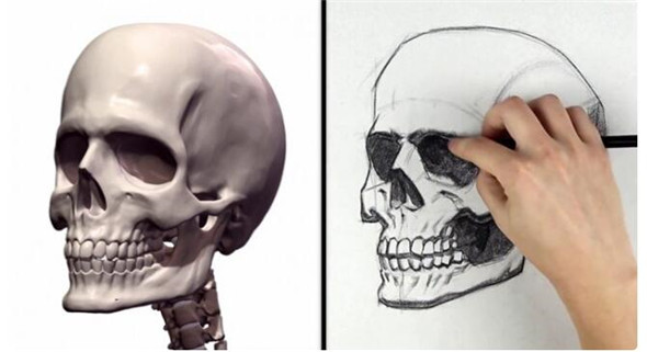 素描教程：人物頭部骨骼結構的素描畫法步驟