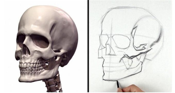 素描教程：人物頭部骨骼結構的素描畫法步驟
