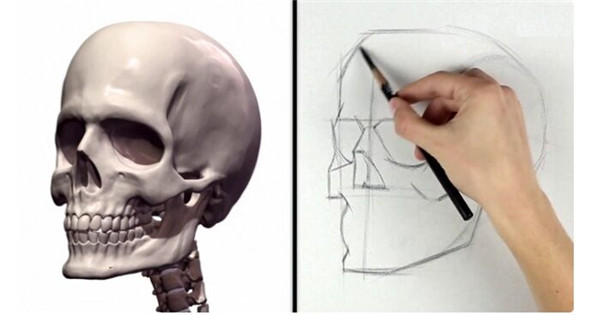 素描教程：人物頭部骨骼結構的素描畫法步驟