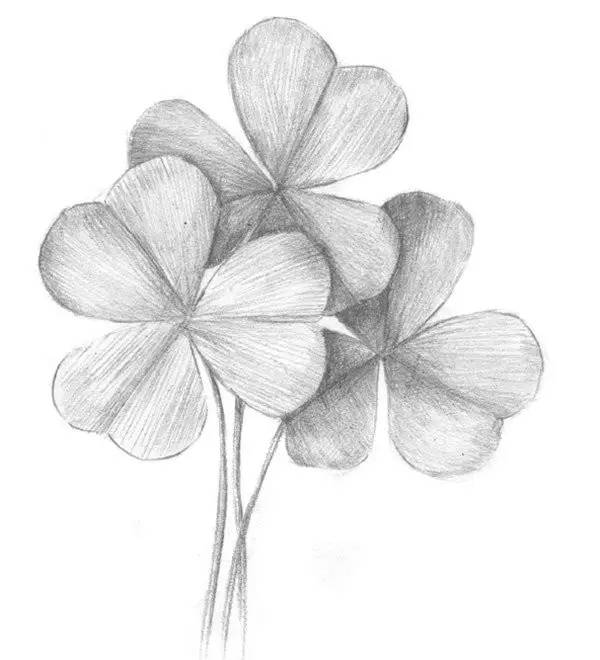 素描畫三葉草教程