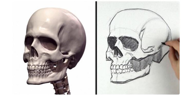 素描教程：人物頭部骨骼結構的素描畫法步驟