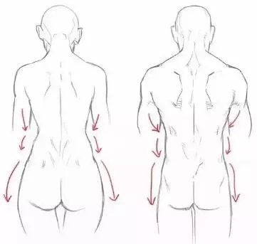 原畫基礎人物男性與女性背部的差異