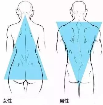 原畫基礎人物男性與女性背部的差異