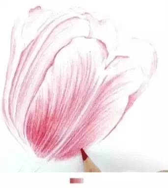 郁金香繪畫步驟彩鉛插畫教程