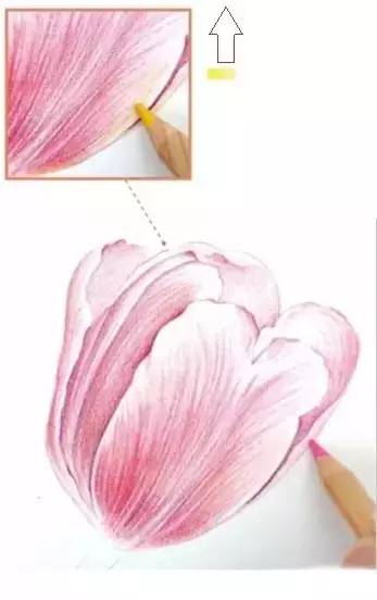 郁金香繪畫步驟彩鉛插畫教程