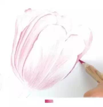 郁金香繪畫步驟彩鉛插畫教程