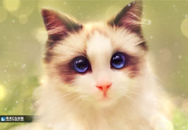 奇天CG學院,視覺插畫,相片轉手繪-cat
