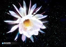 奇天CG學院,視覺插畫,照片轉手繪-花兒